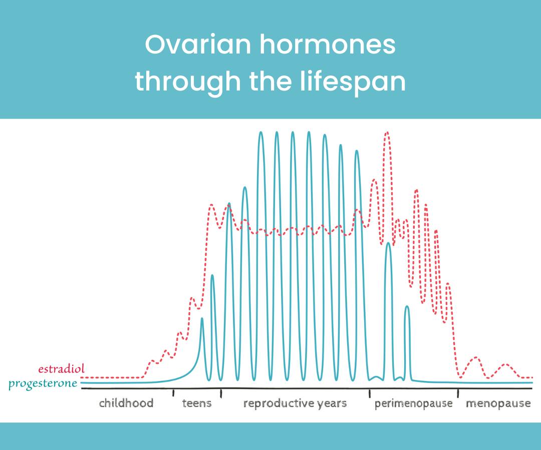 ovarian hormones through the lifespan ovarian hormones through the lifespan